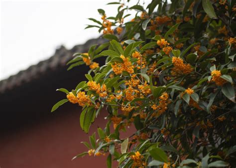 門口種桂花|院子裡種桂花樹的禁忌，庭院東方和大門口種植